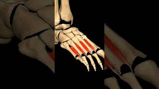 Phalanges muscles movement of Phalanges anatomy skeletal animation science shorts [upl. by Ynnot347]