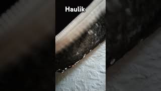 Haulik [upl. by Notlil]