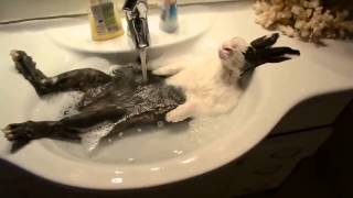 lapin relaxe qui prend son bain [upl. by Aihsal]