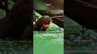 Otters vs crocodile 🦦🐊 animals nature wildlife [upl. by Harriott]