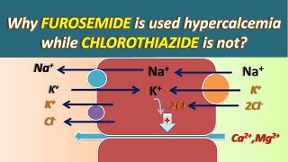 Why Furosemide is used in hypercalcemia while Chlorothiazide is not [upl. by Bainbridge]