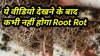 Root Rot  कभी नहीं होगा सिर्फ पानी को दोष देना सही नहीं है [upl. by Orabelle]