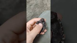 Baby Snapping Turtle nature wildlife turtle [upl. by Irreg]