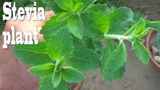 How To Grow and Care Stevia Plant at Home  Stevia Plant for Diabetes  A Herbal Plant [upl. by Ashti]