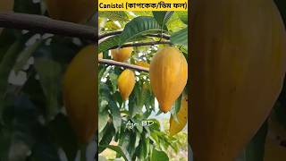 Canistel fruit fruits canistel agriculture eggfruit cupcakefruit pouteria fruitcutting [upl. by Minoru]