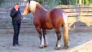 Ugolin apr11MPG Horsemanship Training Comtoishengst [upl. by Brodie468]