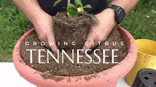 Growing Citrus in Zone 7A East Tennessee Myer Lemon and Kaffir Lime [upl. by Sladen]