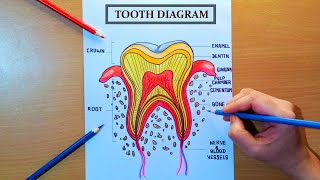 Tooth Diagram Drawing  How to draw tooth anatomy diagram step by step [upl. by Dupuis]