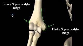 100 The Structures On The Distal Humerus [upl. by Lyndes130]