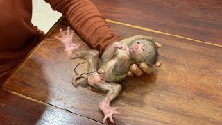 1rst Day Newborn Baby Monkey Weakness amp Have C0rd In New Home [upl. by Roach]