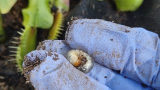 Venus Flytrap Eats Grub in Real Time [upl. by Glenine723]