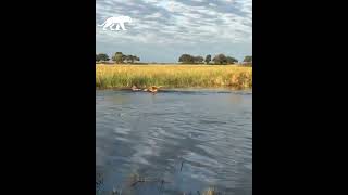 2 LEONES SE ENFRENTA A UN COCODRILO PARA SALVAR A SU HERMANO [upl. by Nonnair]