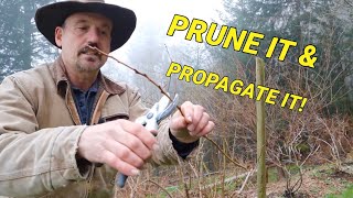 How to prune your blueberries I also recommend taking waste to propagate new bushes [upl. by Layol]