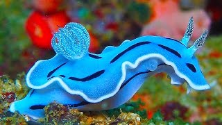 19 INCREDIBLY Colorful Sea Creatures [upl. by Janeva]