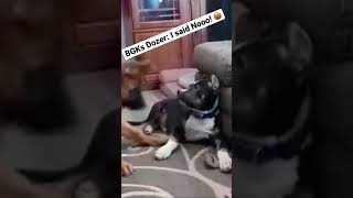 Pitbull puppy fights German Shepherd over toy [upl. by Schou431]