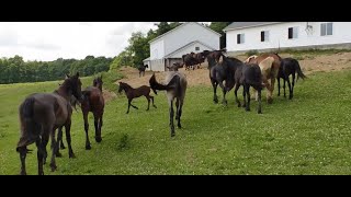 Buying a Horse from the Amish [upl. by Yanttirb]