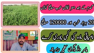 Cultivation method of Sesbania  Jantar ki kasht ka Tariqa  YASIR AGRO CHEMICALS [upl. by Alian203]