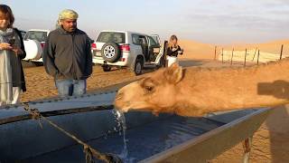 Camel drinking water in Abu Dhabi Desert 13022019 [upl. by Tneciv437]