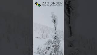 【スキー】2024 Ski Season ZAO SPECIAL VERSION＃short [upl. by Vic]