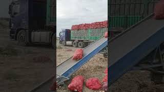 Truck Loading conviar belt 😱😱😱youtubeshorts machine shortsviral [upl. by Preiser]