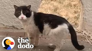 Woman Watches Her Neighbors Abandon Their Cat  The Dodo [upl. by Nilekcaj]