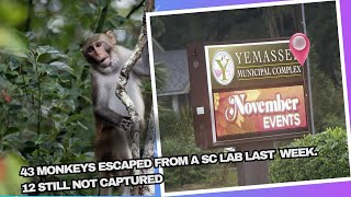 43 Monkeys Escaped From a SC Lab Last Week 12 Still Not Captured [upl. by Ailemrac120]