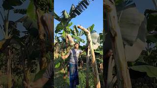 Cut the banana tree have fun vairal trending banana agro cut mixedagro🍌🍌 [upl. by Ruyam]