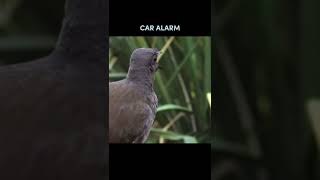 LYRE BIRD IMITATES HUMAN SOUNDS [upl. by Garrik]