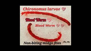 Blood WormRed Worm🪱 under Microscope 🔬🔬 Heartbeat💗💗 Chironomus larvae  Nonbiting midge Flies 🦟🦟 [upl. by Eyahs]