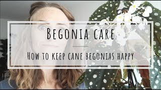 Cane Begonia Care [upl. by Darra]