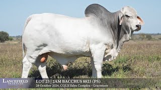 Lot 23  2AM BACCHUS 8823 PS [upl. by Ahseined688]