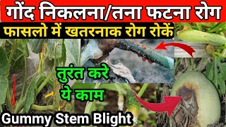 फासलो में गोंद निकलना तना व फल फटना तुरंत रोकें 💯  How to control gummy stem blight  kpb funges [upl. by Aldo]