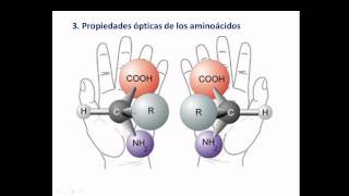 Aminoacidos y enlace peptidico [upl. by Lynna]