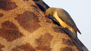 Redbilled Oxpecker [upl. by Rempe]