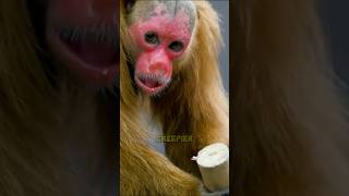 The SHOCKING Truth About Bald Uakari Behavior monkey animals weird [upl. by Nelyag]