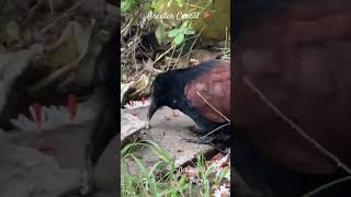 🇱🇰 Greater Coucal bird feeding on snails birds gardenanimals nature birds birdwatching [upl. by Winfield444]