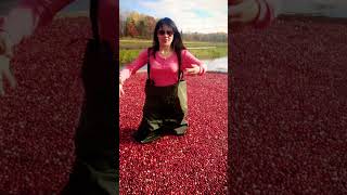 Cranberry Harvesting Experienced🫶🏼🫶🏼🫶🏼 [upl. by Mckay]