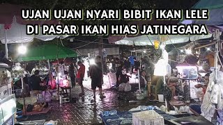 BELI IKAN LELE DI PASAR IKAN HIAS JATINEGARA [upl. by Arahsit]