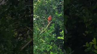 A Beautiful Red Cardinal 🪶 cardinal wildlife nature [upl. by Sonitnatsnok]