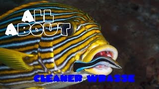 All About The Cleaner Wrasse or BlueStreak Cleaner Wrasse [upl. by Lionel299]