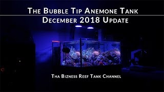 The Bubble Tip Anemone Tank History and Update for December 2018 [upl. by Tarabar]