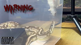 Lesser Axanthic VPI Royal  Ball Python  feeding 🎬 210924 [upl. by Yht]