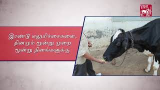 Oilbased ethnoveterinary formulation for Mastitis Tamil [upl. by Iadrahs33]