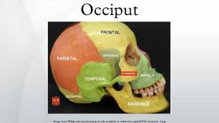 Occiput [upl. by Ahseekal402]