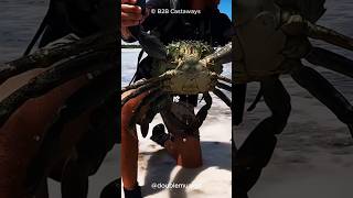 Three Largest Crabs in the World 🦀🤯 [upl. by Arocahs]