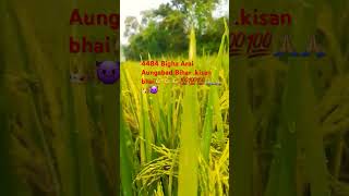 varal kheti bari videos satest 💪💪💪👑👑kisan [upl. by Drofnats]