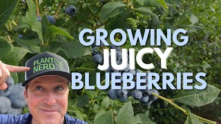 The Key to Growing the Juiciest Blueberries 🫐 Planting amp Pruning Tips [upl. by Asirak805]