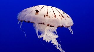 Jellyfish for Children with Pronunciation and with photos [upl. by Quartis]