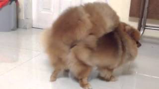 Pomeranian Mating Watch till the end 🤯 [upl. by Lleda]