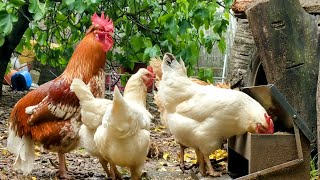 When chicken steps on a paddle to open feeder  Backyard Chicken Sounds [upl. by Aititil]